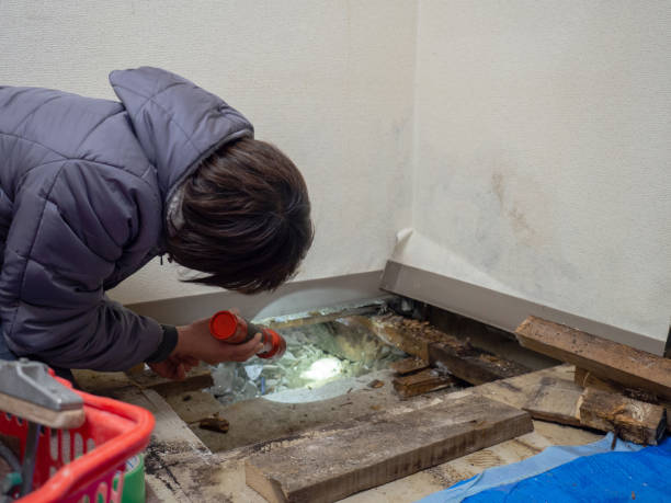 Mold Odor Removal Services in Gary, IN